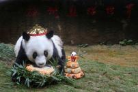 Happy Birthday Basi! World's oldest captive panda turns 37