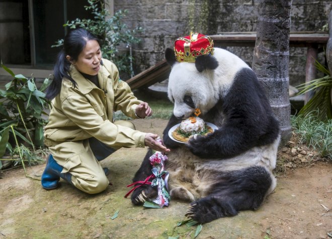 Happy Birthday Basi: World's oldest captive panda turns 37 Happy Birthday Basi: World's oldest captive panda turns 37