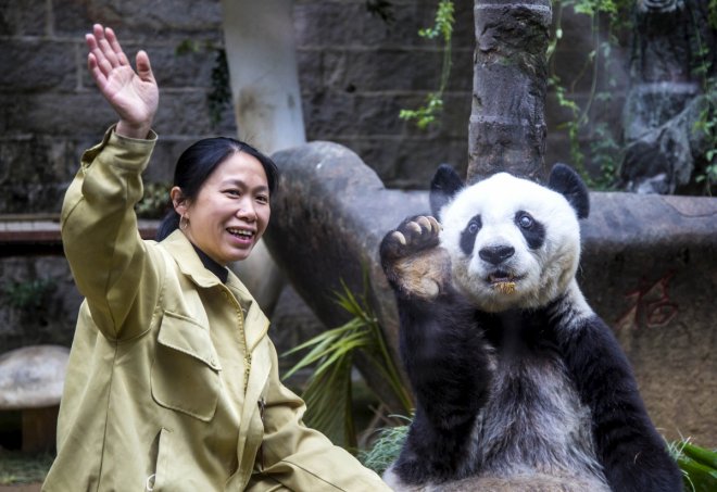 Happy Birthday Basi: World's oldest captive panda turns 37 Happy Birthday Basi: World's oldest captive panda turns 37