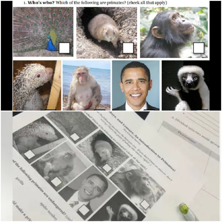 A Michigan school's assignment compared Barack Obama to monkeys and apes