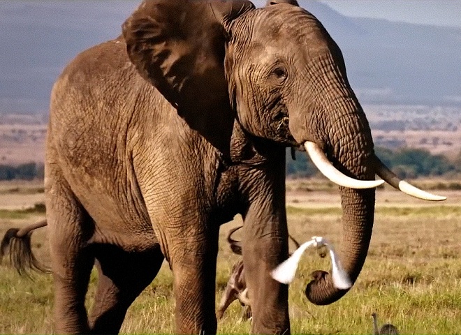 The Ivory Game