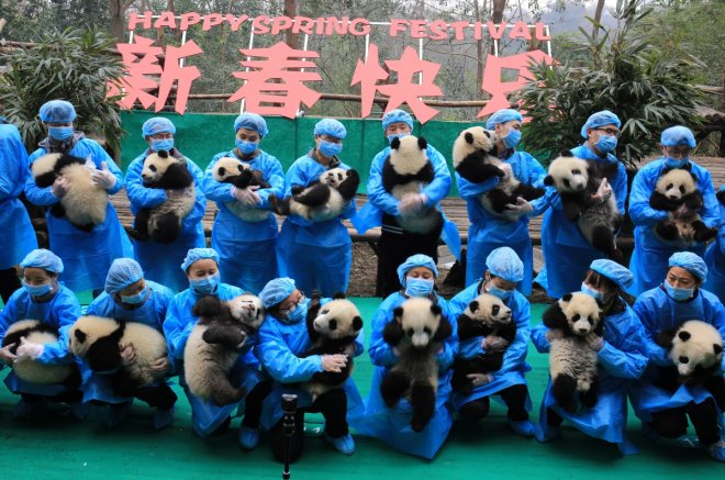 Happy beary Chinese New Year: 23 squirming panda cubs poses for greeting in China Happy beary Chinese New Year: 23 squirming panda cubs poses for greeting in China