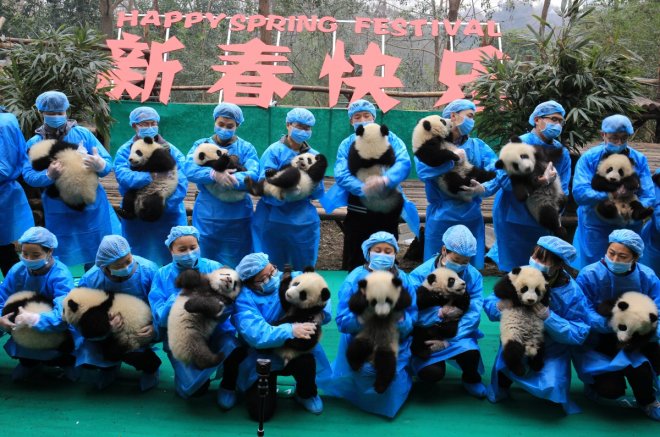 Happy beary Chinese New Year: 23 squirming panda cubs poses for greeting in China