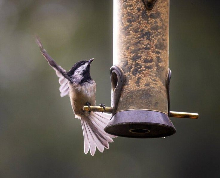 Black Bear Bird Feeders