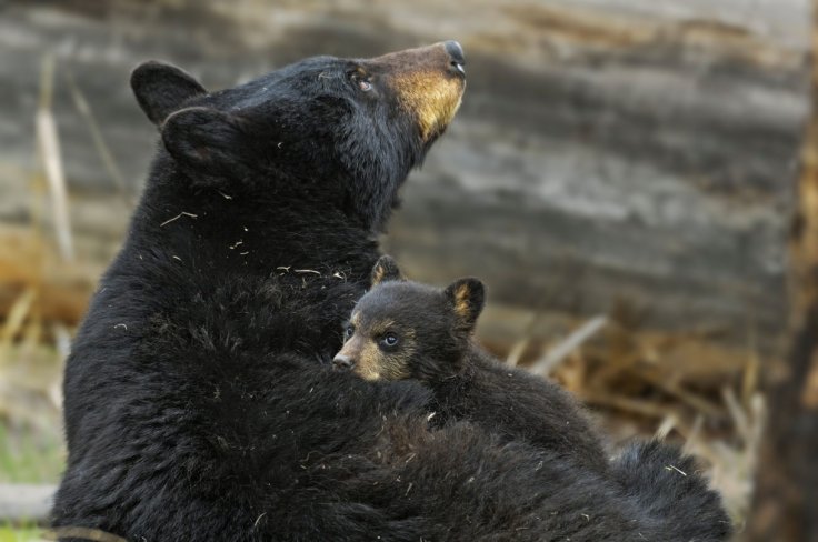 Black Bear Bird Feeders