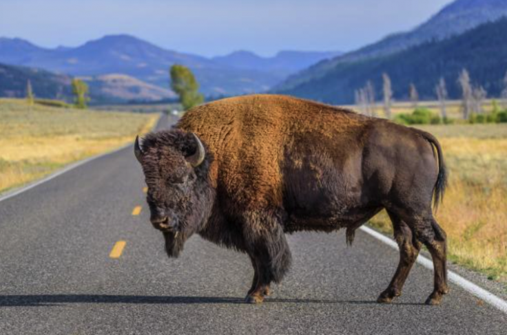 Bison Bison