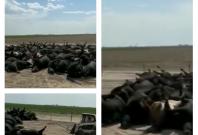 Thousands of cows lying dead in Kansas