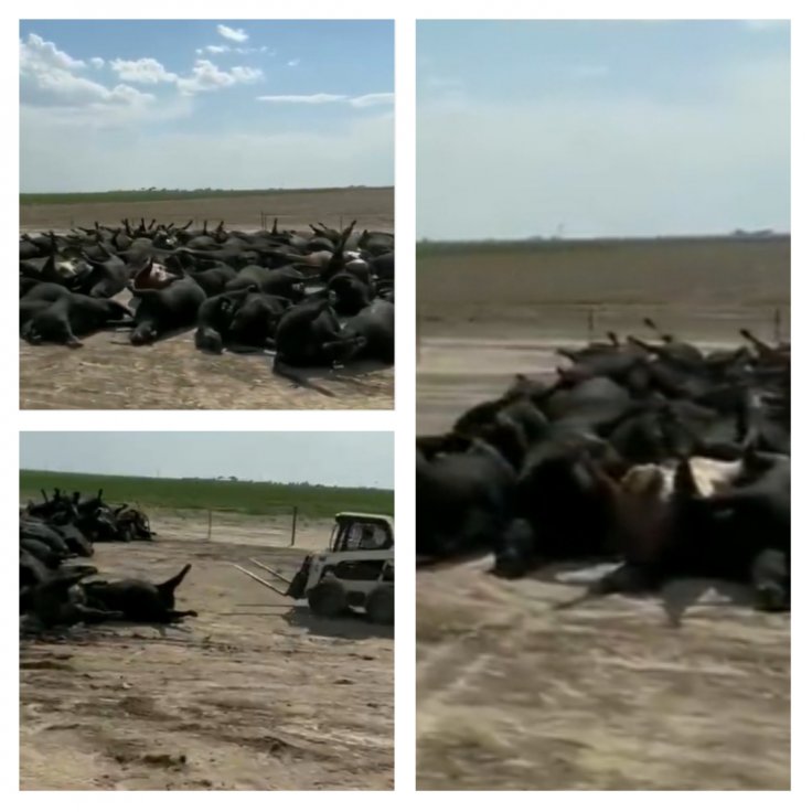 Thousands of cows lying dead in Kansas Thousands of cows lying dead in Kansas