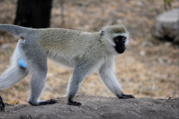 Monkey Monkey