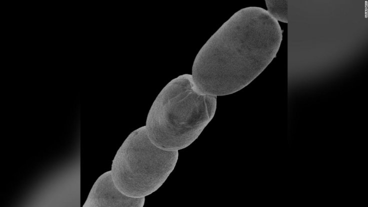 World's largest bacterium
