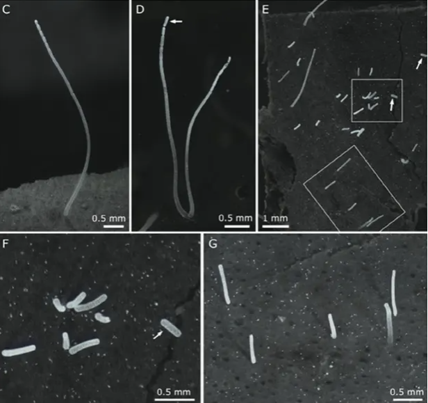 World's largest bacterium World's largest bacterium