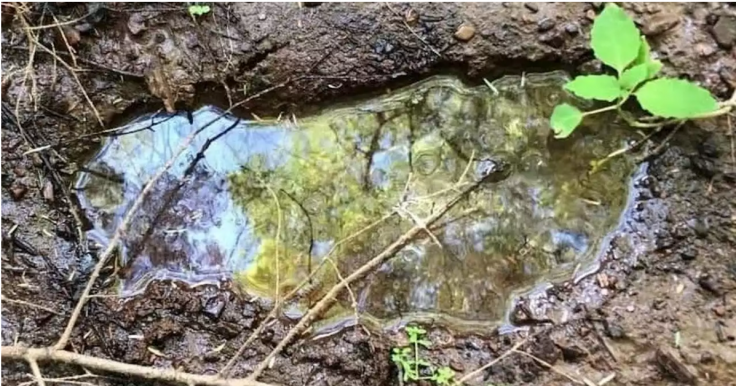 Bigfoot tracks Bigfoot tracks