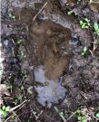 Bigfoot tracks 