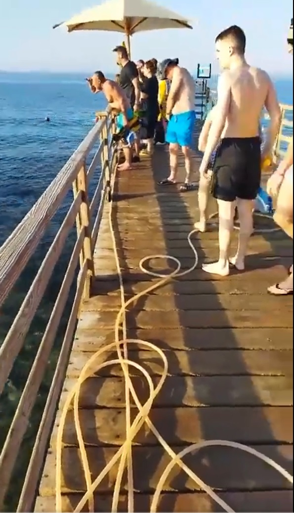 Shark attack onlookers