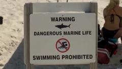 Lifeguard shark attack