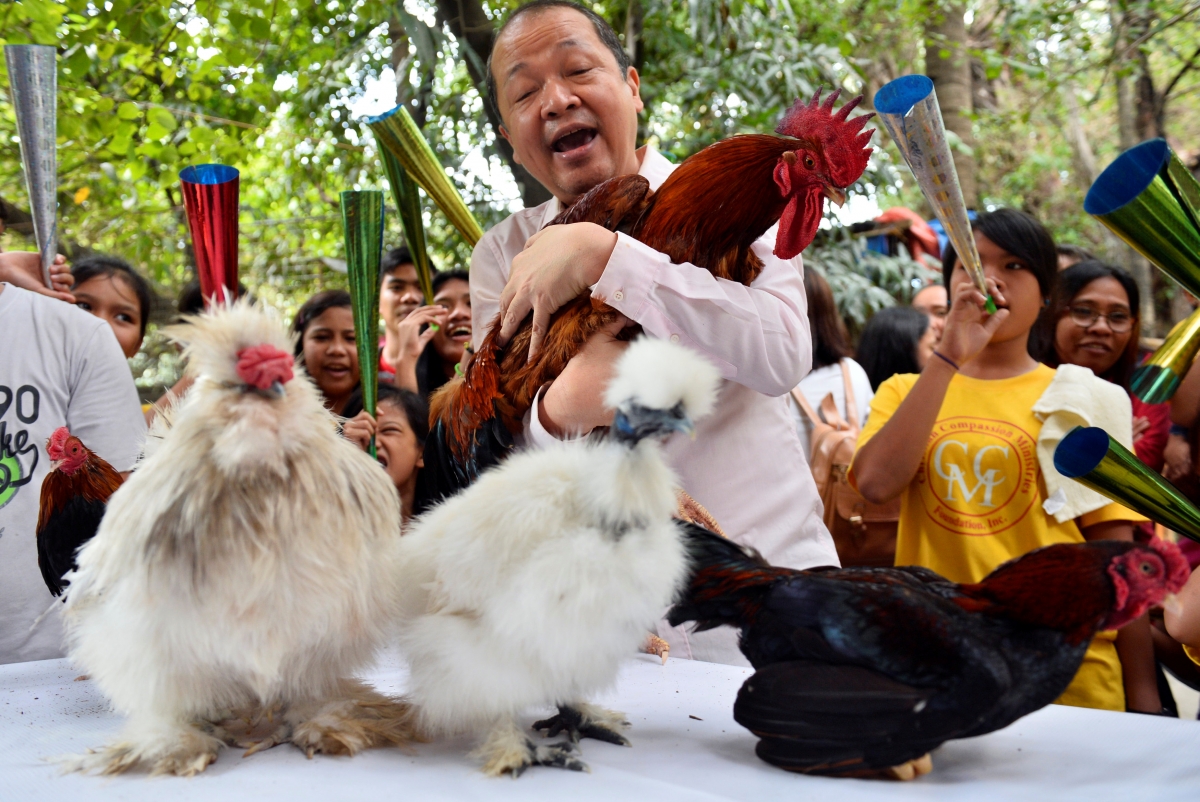 Singapore Pet chickens not allowed in HDB flats in Year of the Rooster