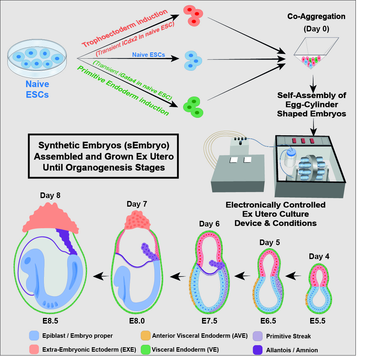 Scientists Create World's First Synthetic Embryos; Researchers Bypass ...