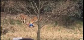 Tiger kills man in China wildlife park