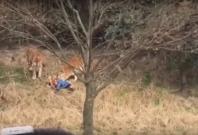 Tiger kills man in China wildlife park Tiger kills man in China wildlife park