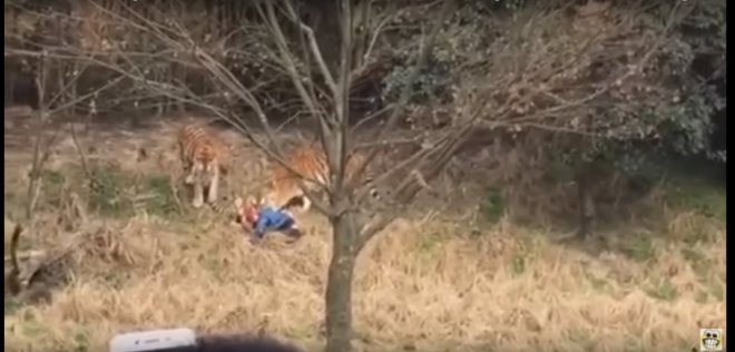 Tiger kills man in China wildlife park Tiger kills man in China wildlife park