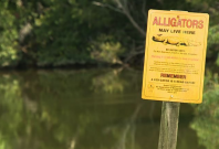 Hilton Head alligator warning,