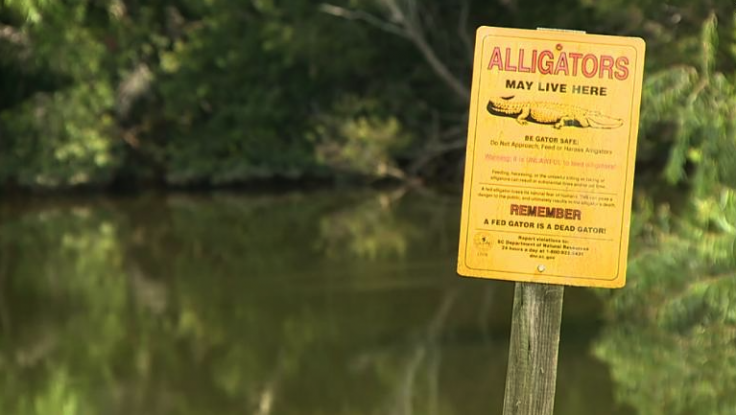 South Carolina Woman Killed by Alligator After She Slipped into Pond