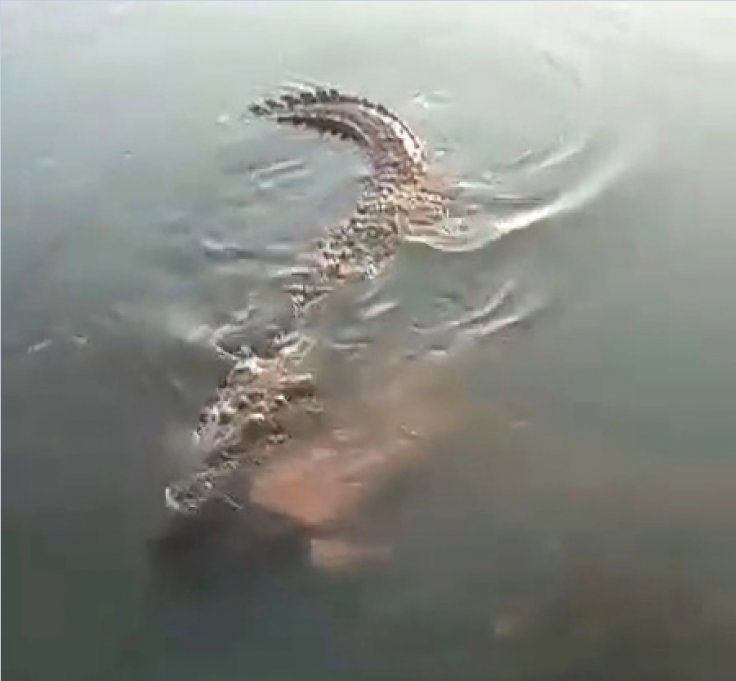 Crocodile attack