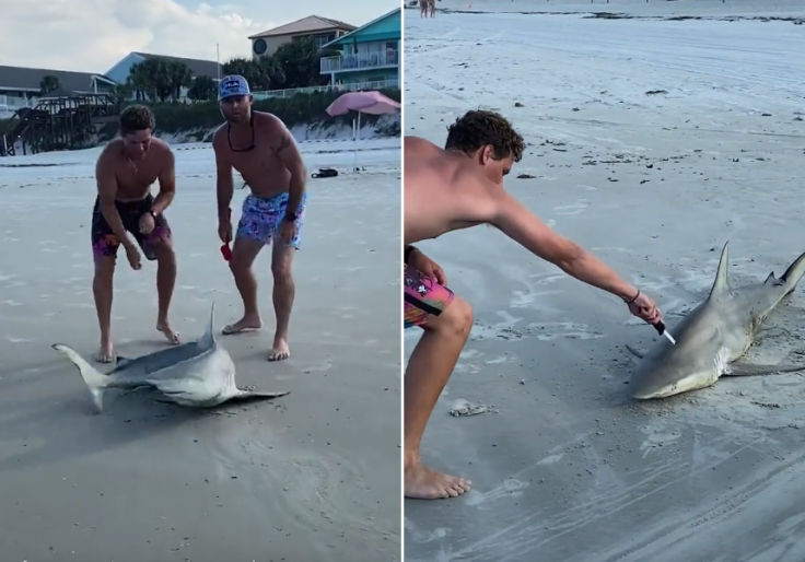 Men filmed torturing shark