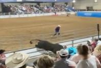 Bull escapes holding pin