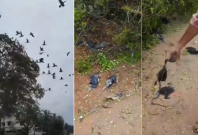 indian cormorants killed
