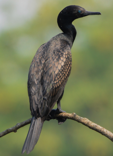 Indian Cormorant