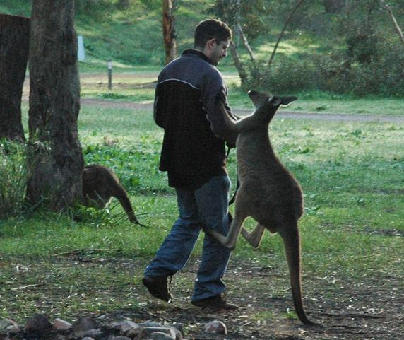 Kangaroo Attacks Man