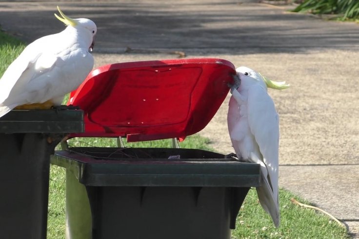 Cockatoos 