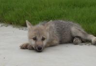 Clone Arctic Wolf pup