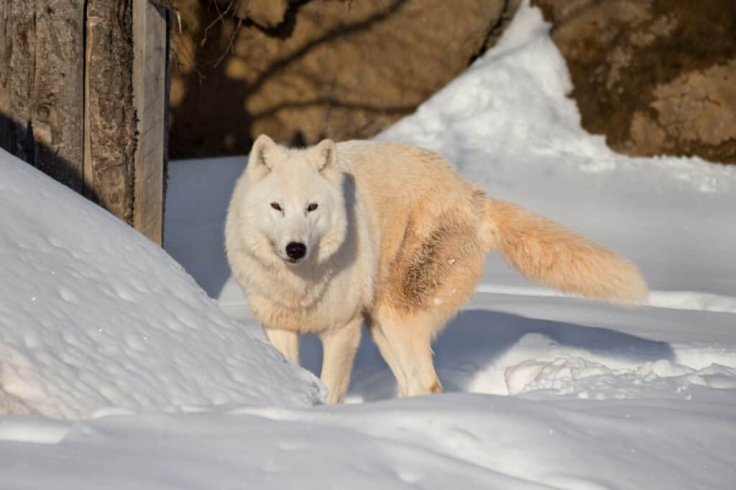 Arctic Wolf