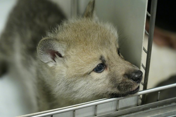 Clone Arctic Wolf pup