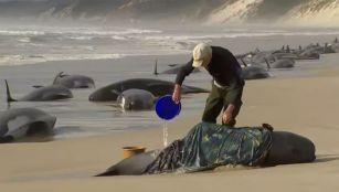Stranded whales on Australian shore