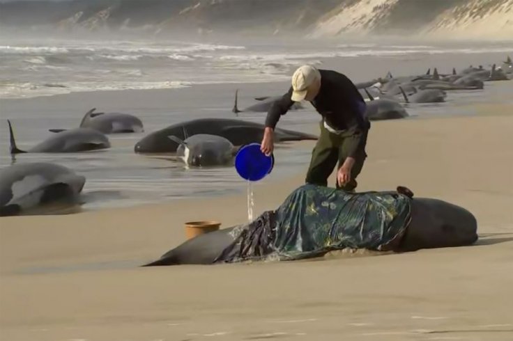 Stranded whales on Australian shore