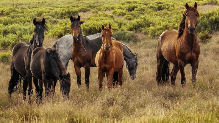 Feral Horses