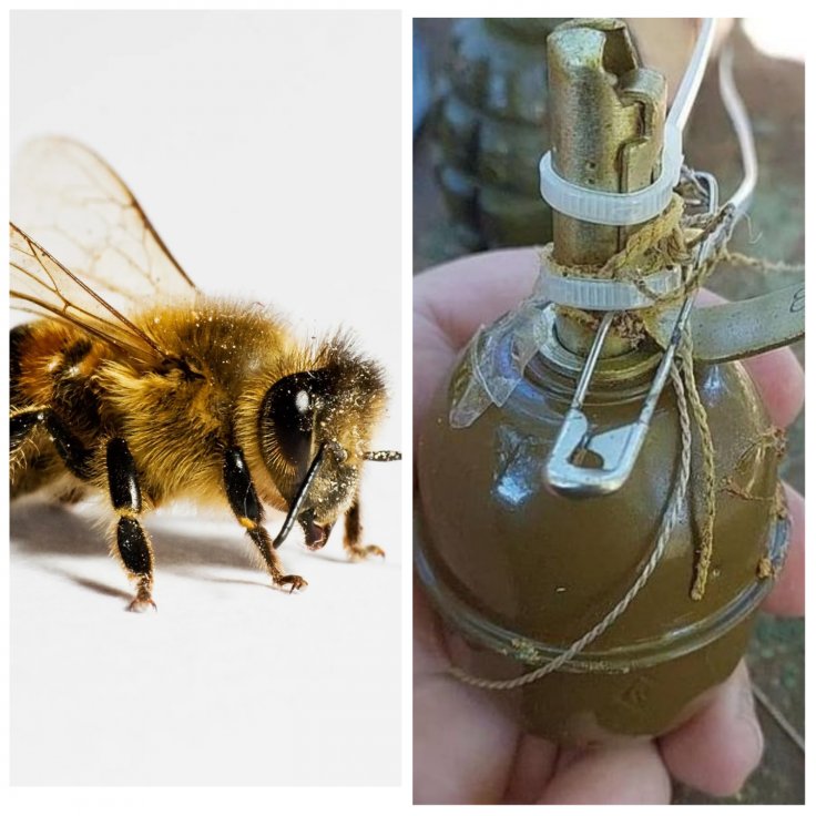 Bees in Ukraine diffuse dozens of grenades left by Russian invaders Bees in Ukraine diffuse dozens of grenades left by Russian invaders