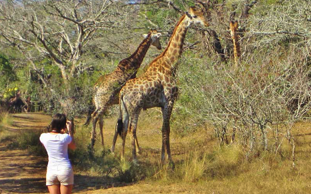 Giraffe Attack Kills Toddler, Critically Injures Mother At South