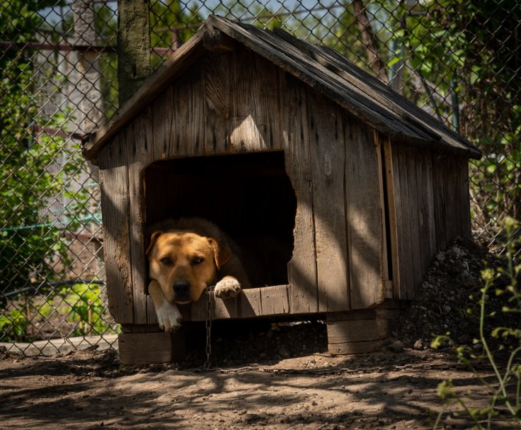 Boy in the dog kennel