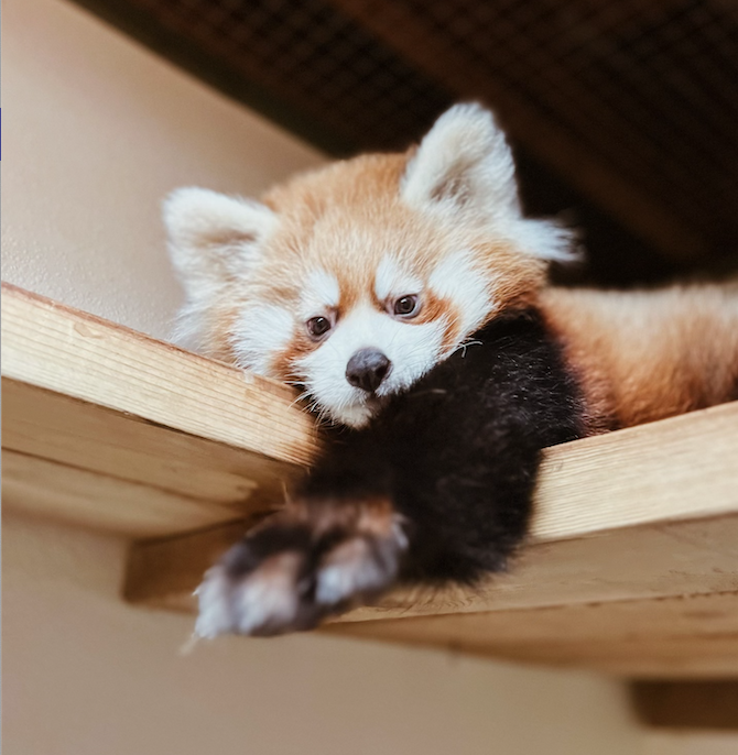 Toronto Zoo's Red Panda Cub Dies After Receiving Covid-19 Vaccine