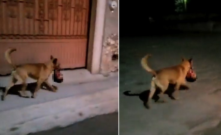 dog carrying decapitated head in mexico