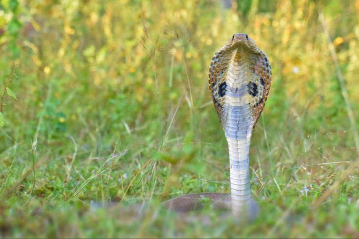 Cobra