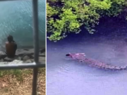 crocodile eats 1-year-old alive