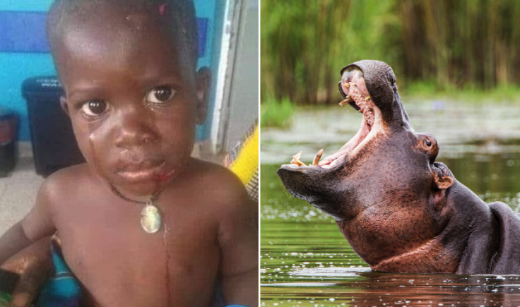 hippo swallows 2-year-old in Uganda