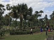 Tembusu tree crashes at Singapore Botanic Gardens
