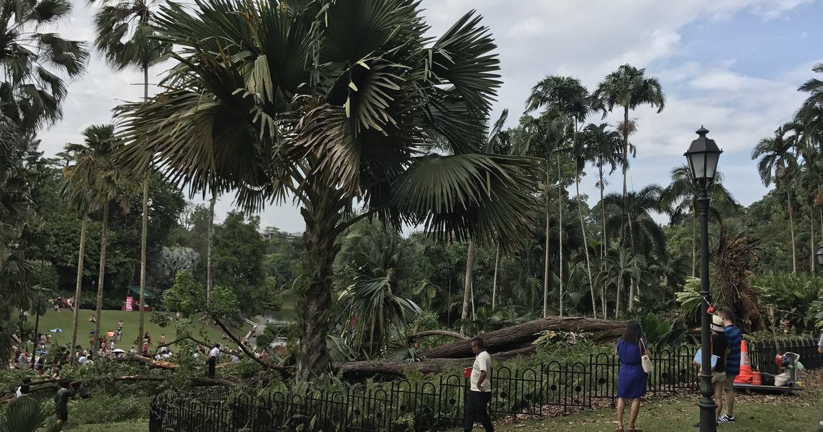 Singapore: NParks assures inspection of trees is in line with global ...