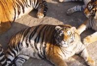 Obese Tigers in China Obese Tigers in China